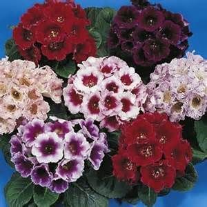 พิมพ์ตัดอลูมิเนียมดอก+ใบกล็อกซิเนีย(Aluminum mold cutter Gloxinia flower )