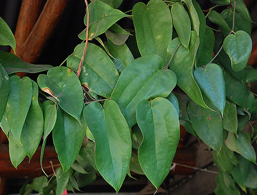 Cutter Mold lapageria rosea