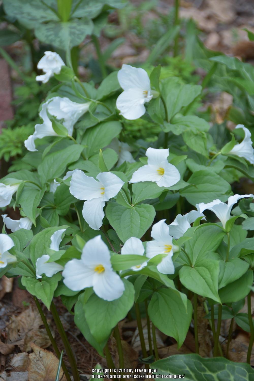 พิมพ์ตัดดอก+ใบไวทรีเลี่ยม(Cutter Mold White Trillium)