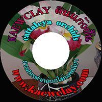 DVD หรือ Link Online สอนทำกล้วยไม้แคทลียา(DVD How to make Cattleya Orchids with KAEWCLAY)
