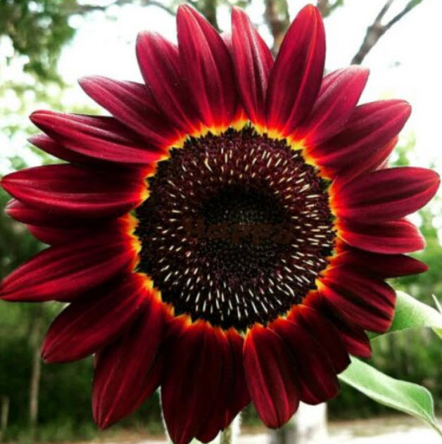 ทานตะวัน มูแลง รู๊ดจ์ (Sunflower - Moulin Rouge) / 20 เม็ด (UK)*