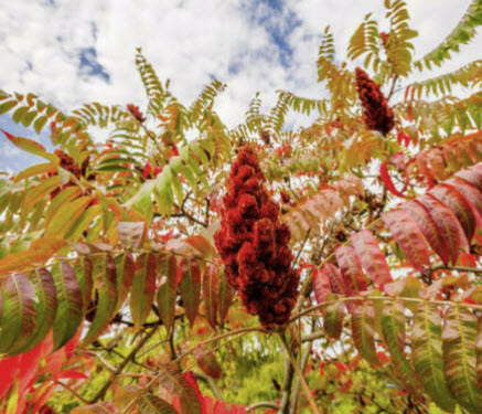 ซูแมค (Sumac / Rhus coriaria) / 50 เม็ด (Italy)