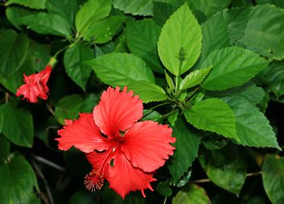พิมพ์อัดลายใบทานตะวัน+ไฮเดรนเยีย (Veiners SUNFLOWER leaf)