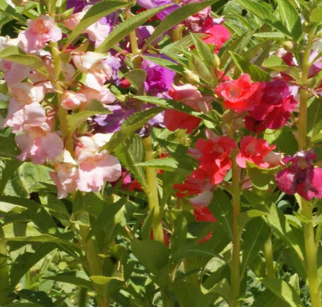 เทียน (Impatiens Balsamina) คละ / 15 เม็ด (UK)