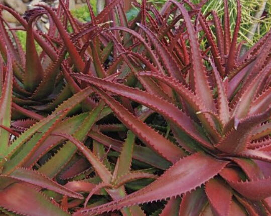 ว่านหางจระเข้แดง (Aloe Cameronii / Red Aloe Vera) / 5 เม็ด (UK)*