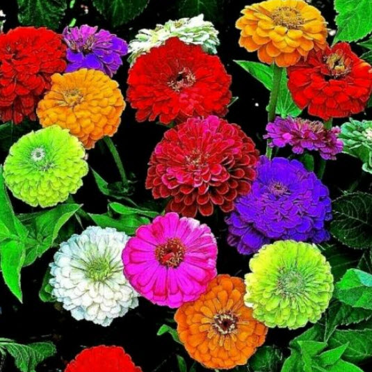 บานชื่น (Zinnia) คละ / 50 เม็ด (UK)