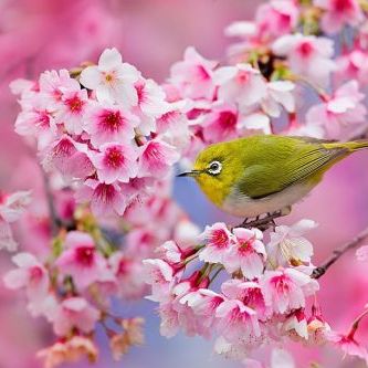 ดอกซากุระ (Cherry blossom )