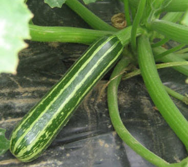 ซูกินี่ลูกยาว (Courgette Tapir) / 15 เม็ด (UK)