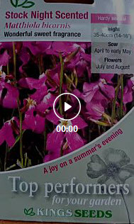 ไนท์ เซนท์ สต็อค (Night Scented Stock) / ซอง 1,500 เม็ด (UK)*