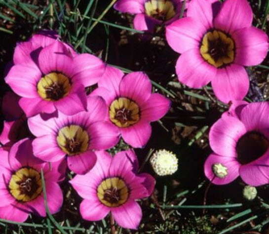 โรมูเลีย (Romulea kombergensis) / 5 เม็ด (Spain)