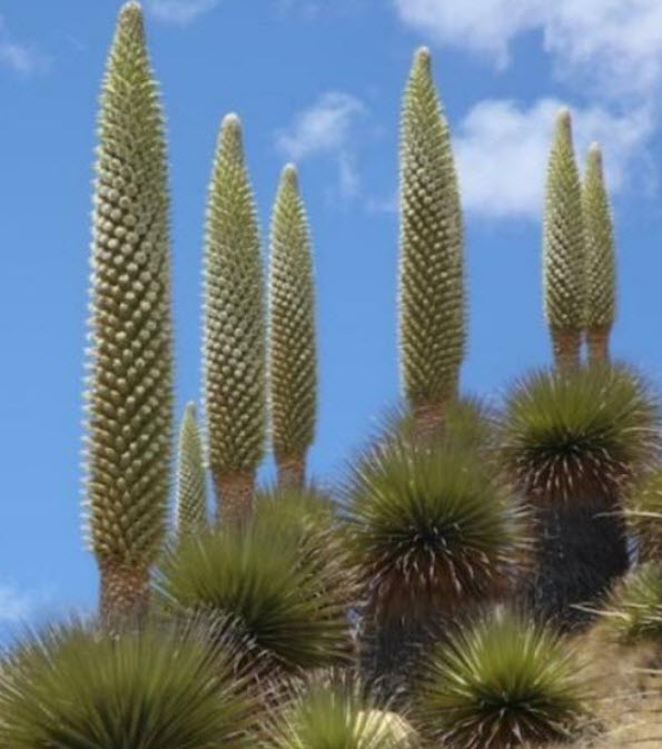 บรอมีเลียดยักษ์ (Giant bromeliad) / 5 เม็ด (Portugal) หายาก