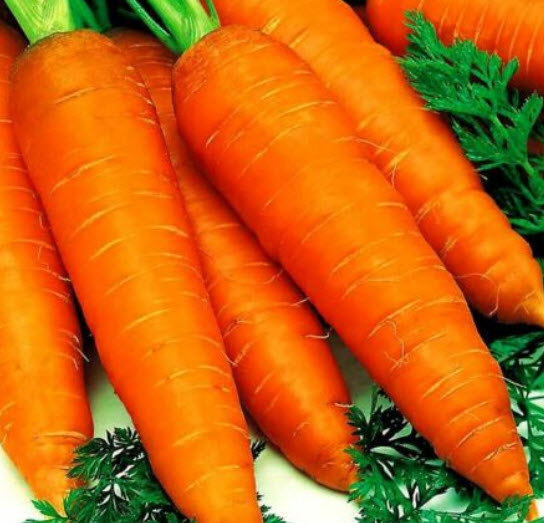 แครอท (Carrot - Early Nantes 3) / 150 เม็ด (UK)