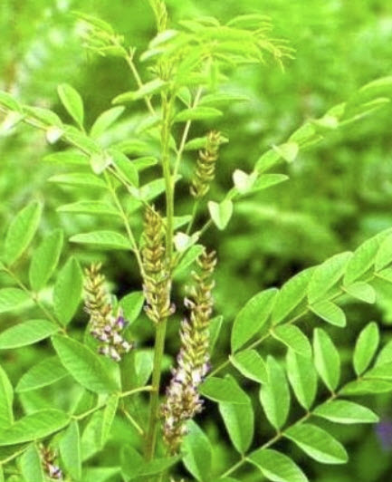 ชะเอม (Liquorice / Glycyrrhiza Glabra) / 25 เม็ด (UK)