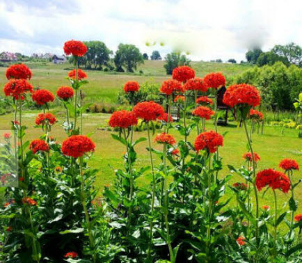 มอลทิส ครอส (Maltese Cross) หรือ Scarlet Red / 1,100 เม็ด (UK)