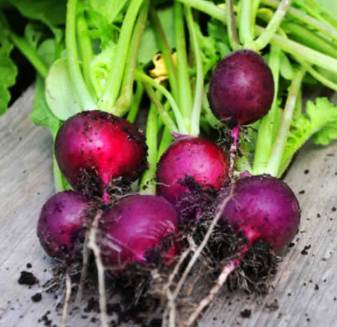 ไชเท้า หรือแรดิช (Radish - Viola) สีม่วง / 750 เม็ด (UK)*