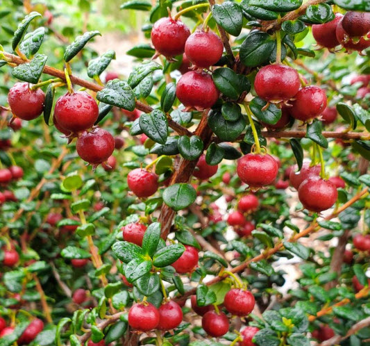 ชิเลียน กาวา (Chilean Guava / Murtilla) / 10 เม็ด (Portugal) *