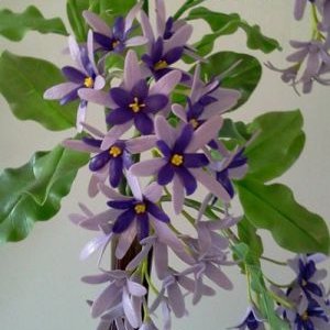 พิมพ์อลูมิเนียมตัดดอก+ใบพวงคราม(Aluminum mold cutter Petrea volubilis + leaves )