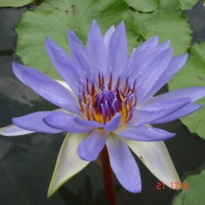 พิมพ์อลูมิเนียมตัดดอกบัวสาย+ใบ(Aluminum mold cutter WATER LILY)