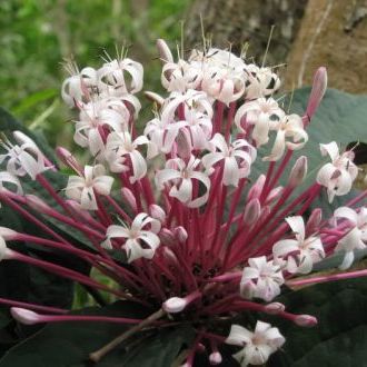 พิมพ์ตัดอลูมิเนียมสาวสันทราย(Aluminum mold cutter Clerodendrum quadriloculare Merr. )