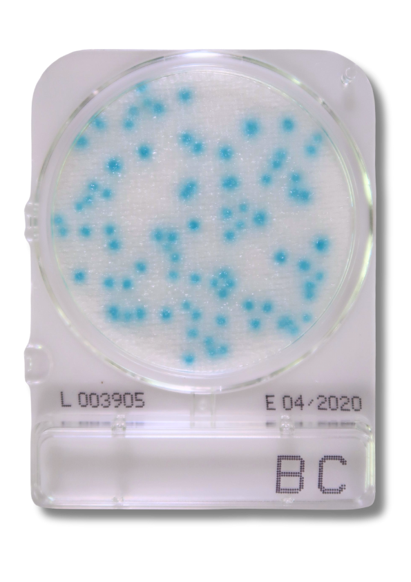 ชุดทดสอบบาซิลลัส ซีเรียสในภาชนะสัมผัสอาหารและมือ/Swab B.cereus (Compact Dry BC)