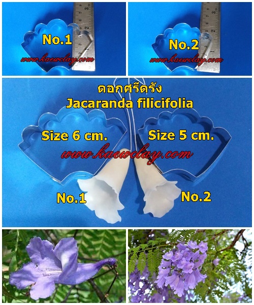 พิมพ์ตัดดอกศรีตรัง(Mold cutter Jacaranda filicifolia D. Don.)