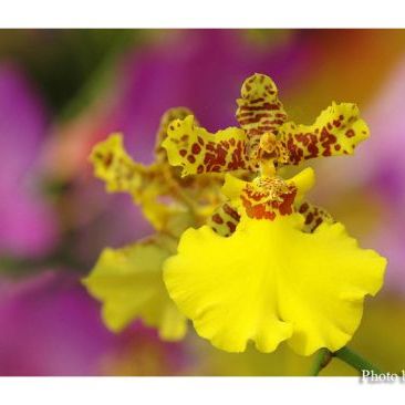 พิมพ์ตัดกล้วยไม้สาวน้อยเริงระบำ(Aluminum mold cutter Oncidium orchids)