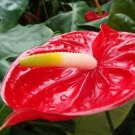 เกสรดอกคาร่า,หน้าวัว(Pistils Cala LILY )