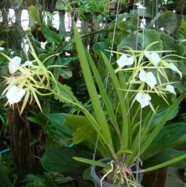 พิมพ์ตัดกล้วยไม้โนโดซ่า (Aluminum mold cutter Brassavola nodos orchids)