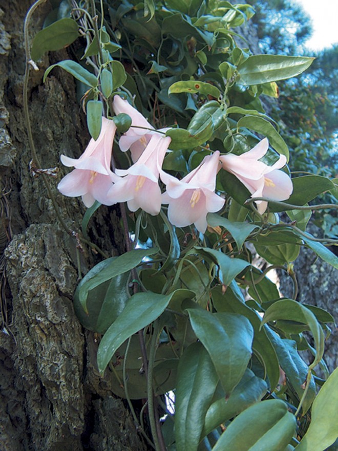 Cutter Mold lapageria rosea