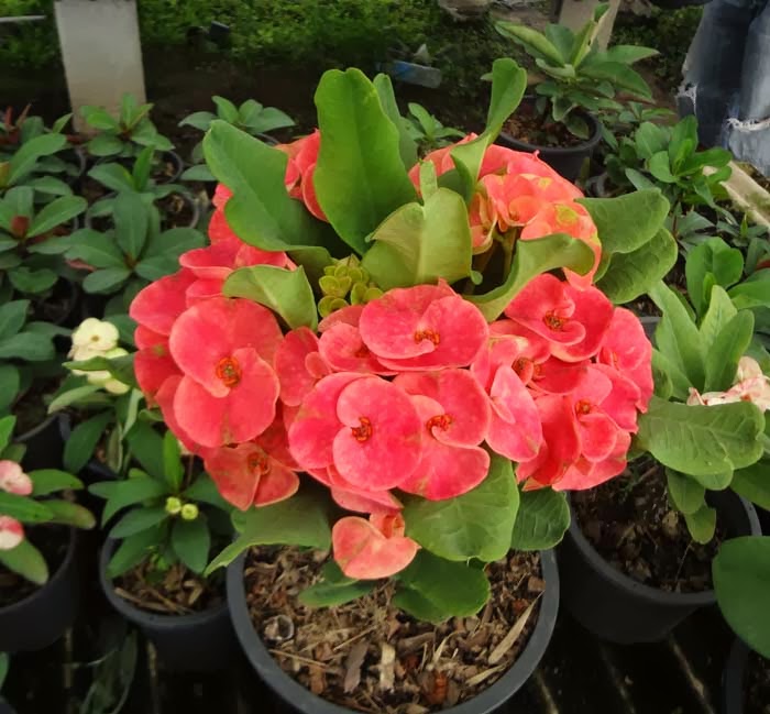 เรซินอัดลายใบ+ดอกโป้ยเซียน(Veiners Leaf + Corow of Thorns flower)