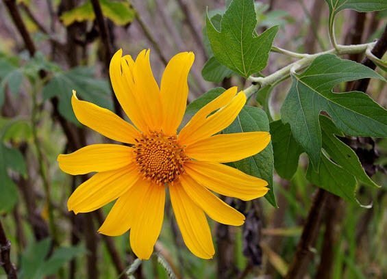 บัวตอง (Mexican Sunflower) / 100 เม็ด *