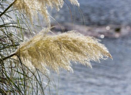 หญ้า Wild Pampas สีขาว-เหลือง / 1,000 เม็ด (Ukraine)*
