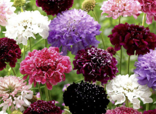 สกาบิโอซ่า (Scabiosa - Sweet Scabious) ดอกซ้อน คละ / 15 เม็ด (UK)