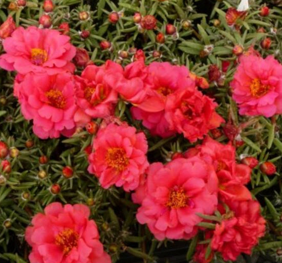 แพรเซี่ยงไฮ้ (Moss-rose Makrova) สีแดง / 1,500 เม็ด (Ukraine)