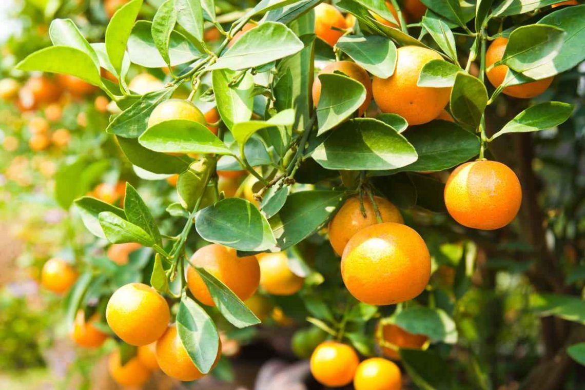 เรซินอัดลายใบแก้ว/ใบส้ม(Veiners leaf Murraya paniculata / orange leaves)