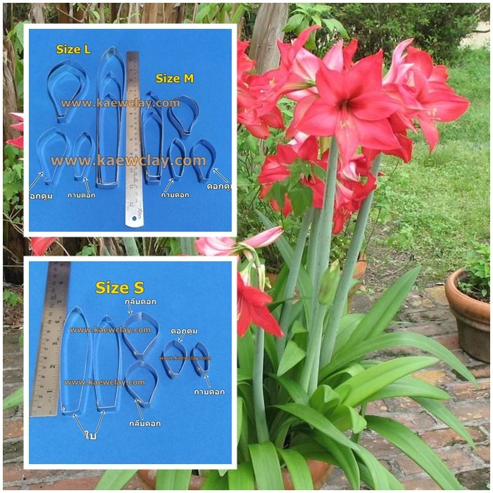 พิมพ์ตัดอลูมิเนียมว่าน 4 ทิศ(Aluminum mold cutter Amaryllis / Hippeastrum )