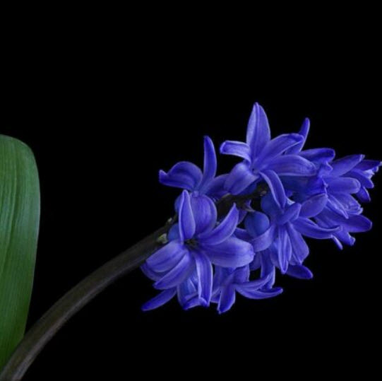 ไฮยาซินธ์ หรือ ผักตบชวา (Hyacinth) สีน้ำเงิน / 100 เม็ด