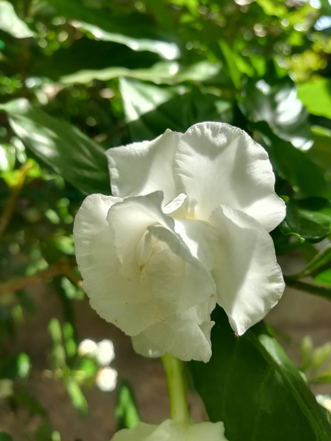 พิมพ์ตัดพุดกุหลาบ(Mold cutter Clavel De La India(Tabernaemontana divaricata)