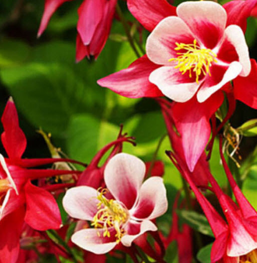 โคลัมบายน์ (Columbine - William Guinness) / 100 เม็ด (UK) - Aquilegia Vulgaris - 100 seeds