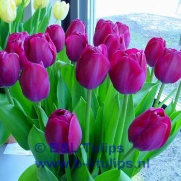 เรซินอัดลายดอกทิวลิป(Veiners tulips.)