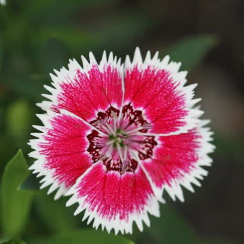 พิมพ์ตัดดอก+ใบผีเสื้อ(Mold cutter dianthus chinensis)