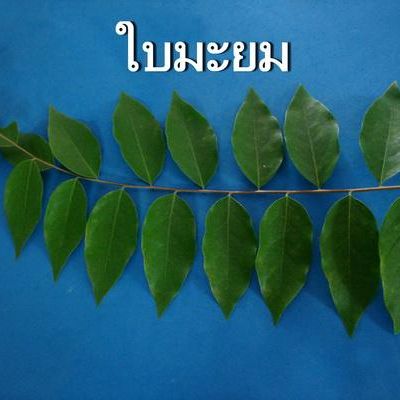 พิมพ์อลูมิเนียมตัดใบมะยม(Aluminum mold cutter Phyllanthus acidus )