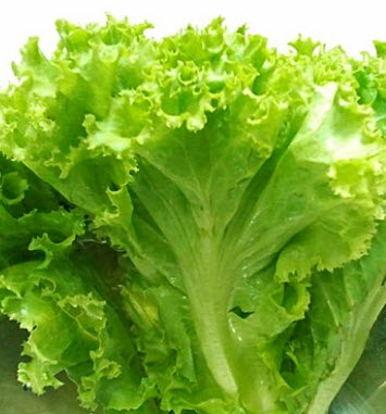 ผักกาดหอม (Lettuce) / ซอง
