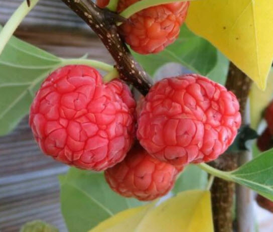 มัลเบอรี่ (Silkworm Thorn Chinese Mulberry) / 20 เม็ด