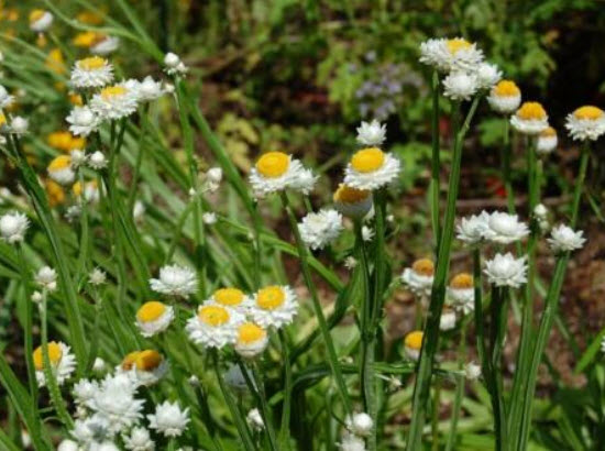 แอมโมเบียม อลาทัม (Ammobium Alatum) / 2,000 เม็ด (UK)