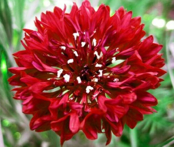 คอร์นฟลาวเวอร์ (Cornflower) ซ้อน สีแดง / 1,100 เม็ด (UK)