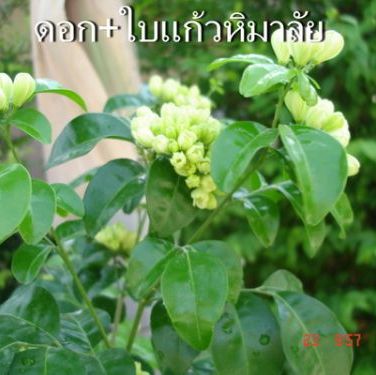 พิมพ์ตัดดอกแก้ว(Aluminum mold cutter ORANGE JASMINE)