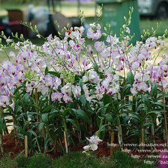 พิมพ์เรซิ่นใบกล้วยไม้หวาย(Veiners Dendrobium leaf )