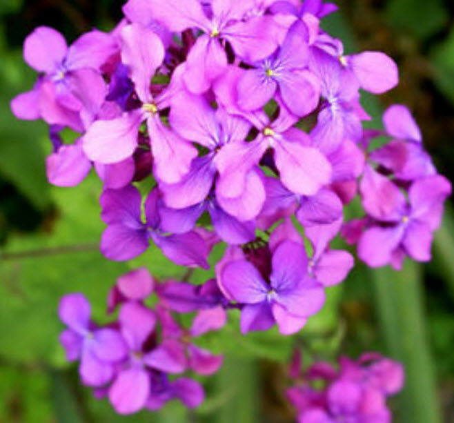 ลูนาเรีย (Lunaria annua / honesty) / 50 เม็ด (UK)*