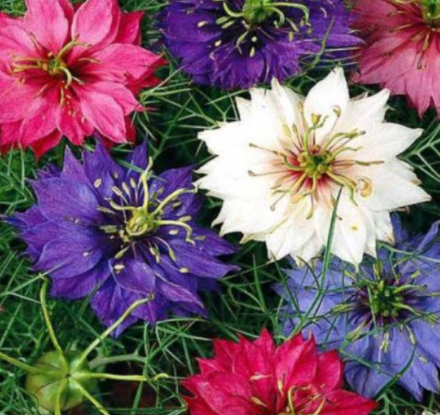 รักในสายหมอก (Love In A Mist - Miss Jekyll) ซ้อน คละ / 1,000 เม็ด (UK)*